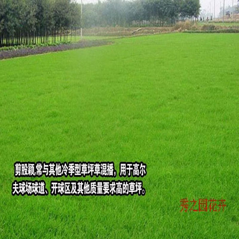批发多种草坪种子 剪股颖草籽 四季长青型 四季易播基地发货