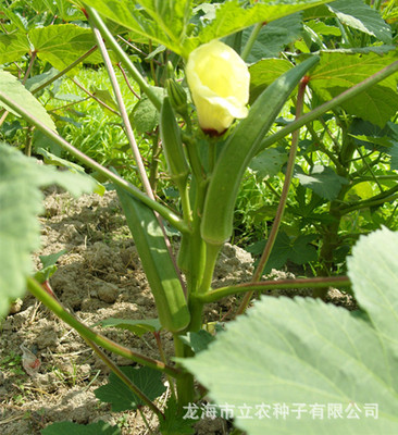 Okra seeds Vegetable Seeds Special supply for the base Quality Assurance