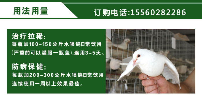 鸽子拉稀用法
