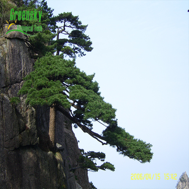 原花青素_松树皮提取物_绿天 松树皮提取物 9