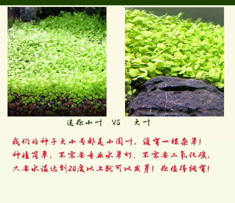批发小型前景迷你小对叶植物水族箱活体水草鱼缸造景