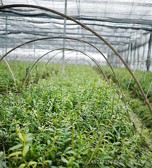 奇植牌霍山石斛