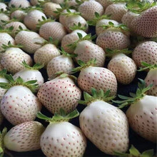 小白草莓哪里有卖 自育白草莓 草莓新品种 长丰白草莓的价格