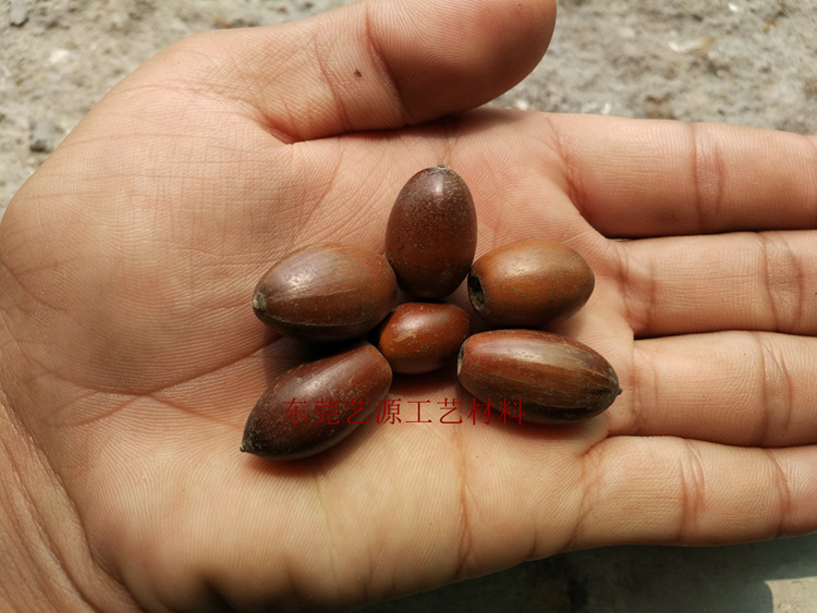 迈特凯橡果,火影,怀疑_大山谷图库