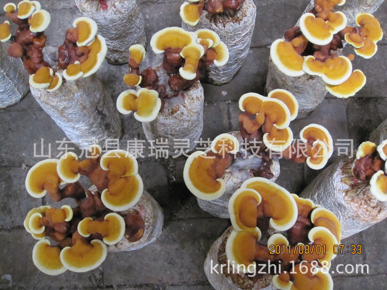 批发供应活体灵芝盆栽 观赏鲜灵芝菌包 聊城 康瑞灵芝-食品商务网