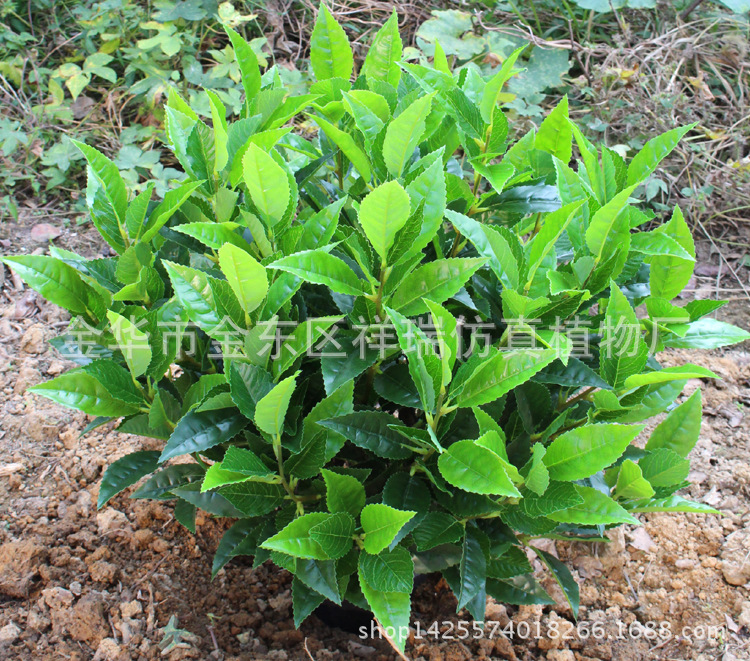 XRS-133盆栽10杆福鼎大白茶叶树630叶70厘米3