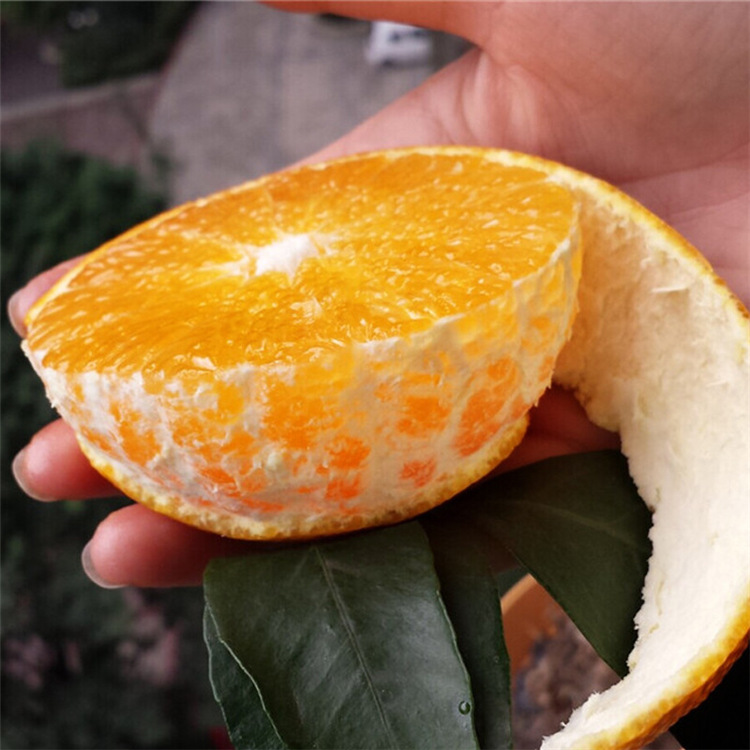 产地直销 四川眉山柑橘皇后爱媛5斤装薄皮柑橘