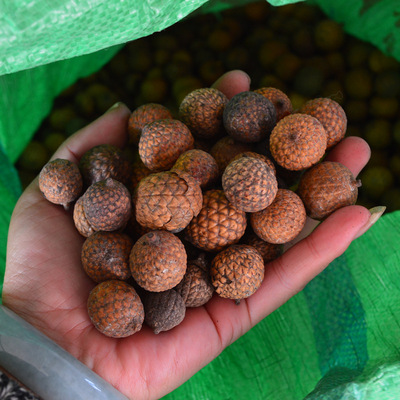 星月菩提子散珠廠家批發 高密 星月菩提子原籽原料帶皮按斤