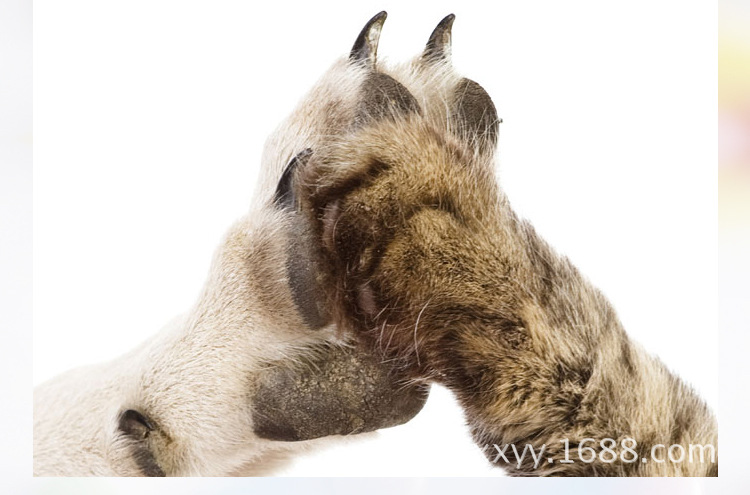 糖果色方形窝_23