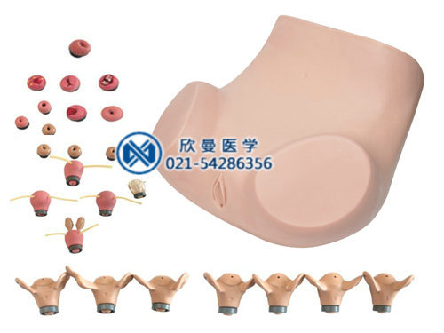 妇科检查模型_妇科检查模型妇科阴道分泌物检