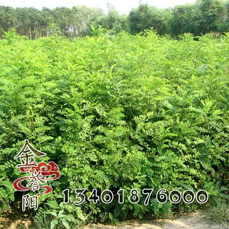 紫穗槐 护坡植物防沙 紫穗槐树苗 工程 绿化苗观花植物|ms