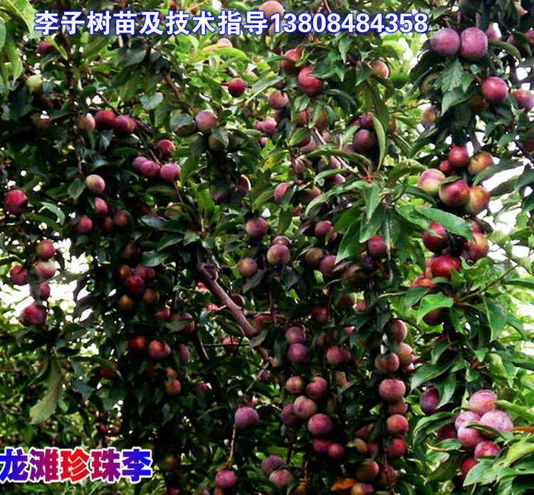 珍珠李硕果累累