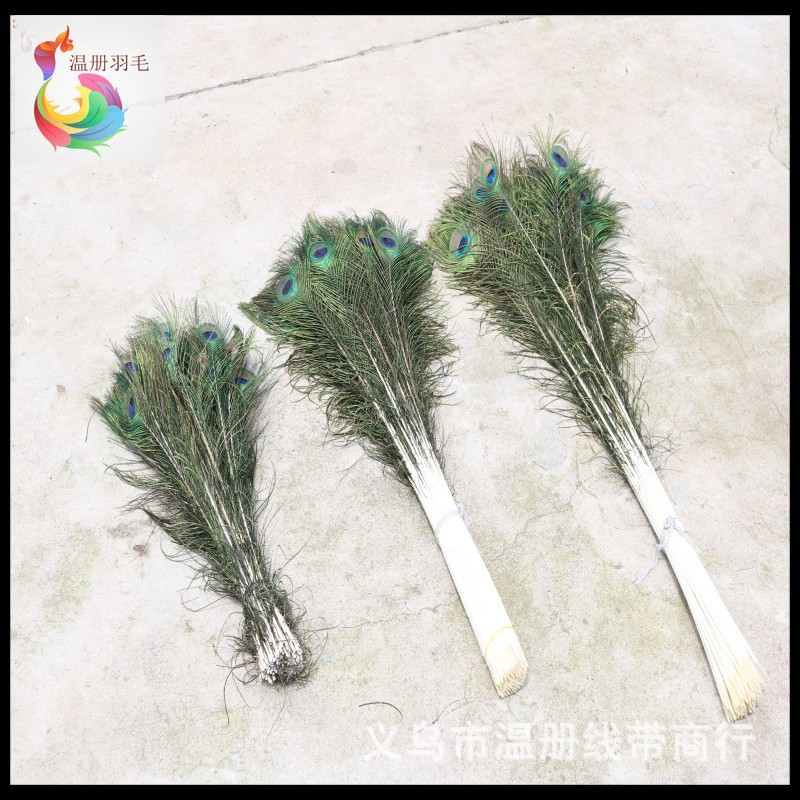 温册羽毛现货大量销售孔雀毛70-80cm印度天然兰孔雀开屏尾加长详情图14