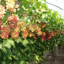 本基地常年出售优质嫁接品种葡萄 红提 巨峰 夏黑品种葡萄