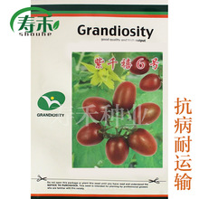 台灣紫千禧6號番茄種子 紫色聖女果 甜度高 抗病高產櫻桃番茄種子