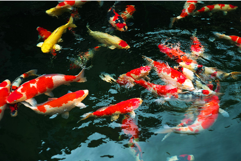 做鱼池观赏鱼锦鲤饲养放养的前期谋划准备条件