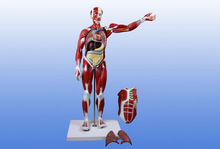 人体肌肉解剖模型（27件）