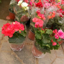 山东青州花卉_山东青州花卉交易市场批发瓜叶