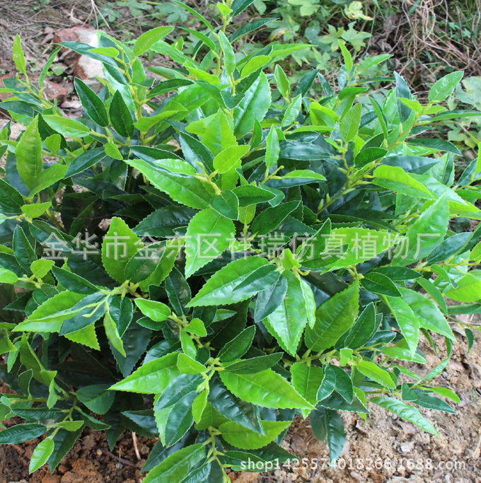 XRS-131盆栽10杆福鼎大白茶叶树（黄河种）1088叶3