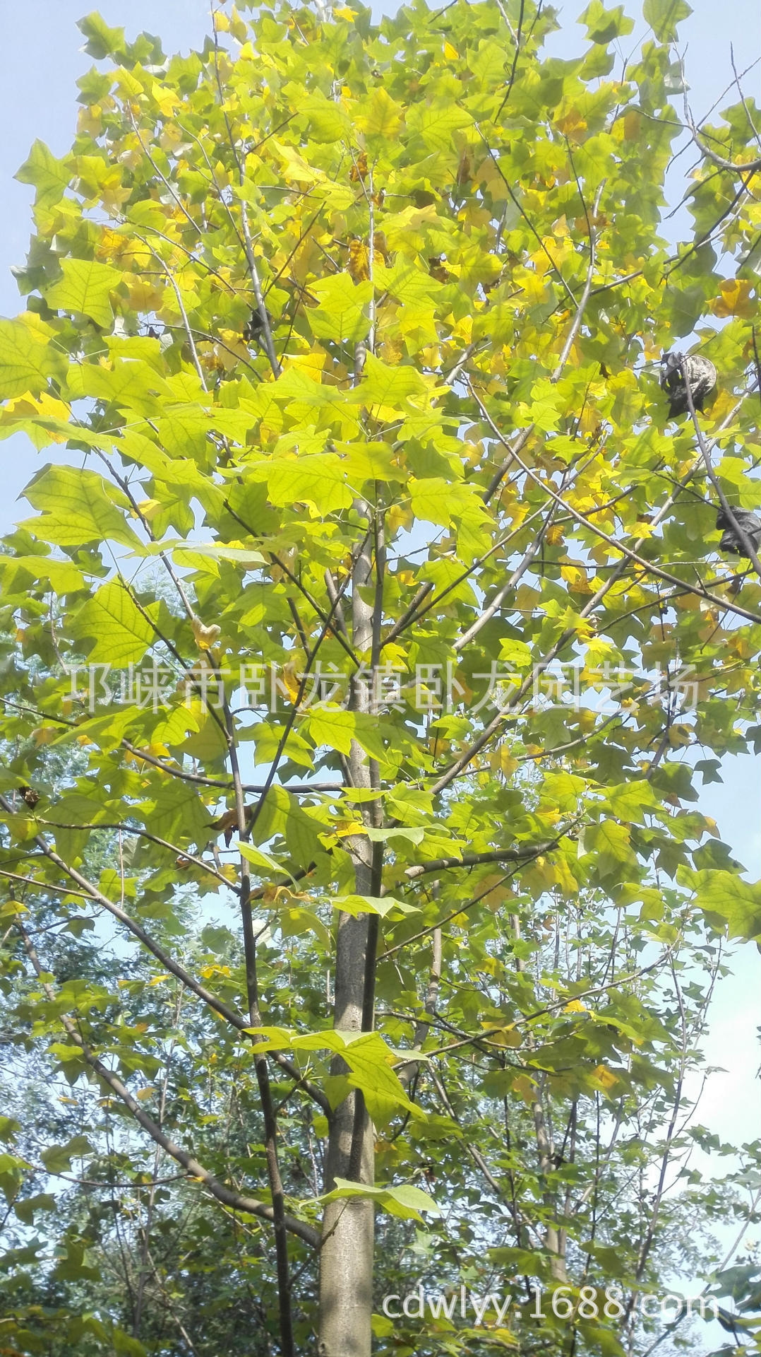 鹅掌楸冠幅,冠幅,水杉冠幅(第16页)_大山谷图库
