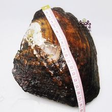 HB-002 供应河蚌 珍珠河蚌 原料珍珠河蚌 现场加工河蚌