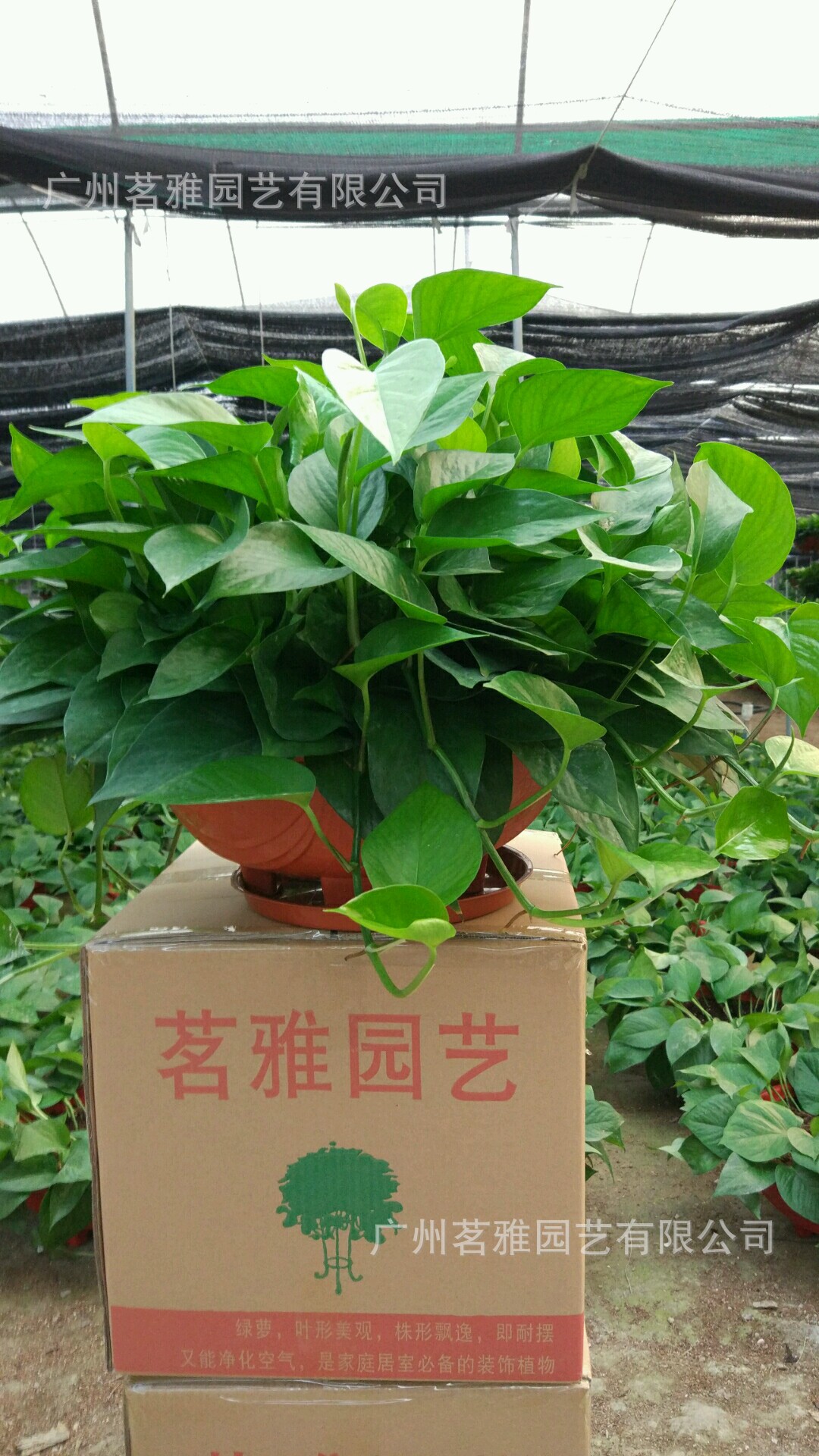 会议用花：打造专业而优雅的会场氛围