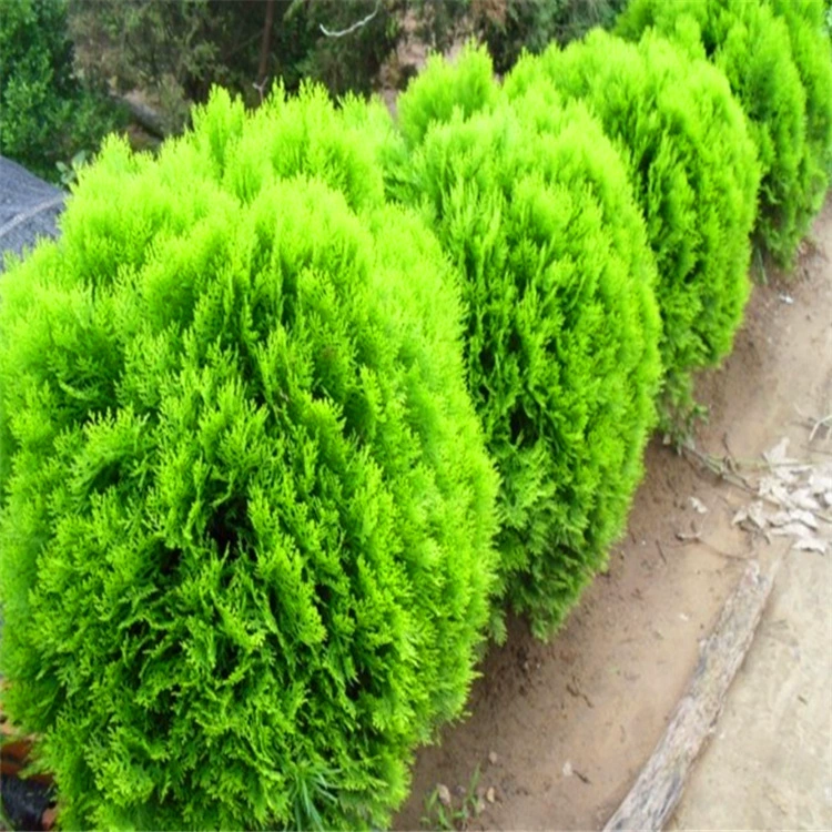 База оптом куст посыпка Золотой кипарис мяч посыпка Золотой кипарис кровать Ландшафтный проект большое количество скидка