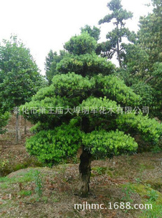 ������ �����_�h�� �� С�~�_�h������,�e���G��,���̾G�����l