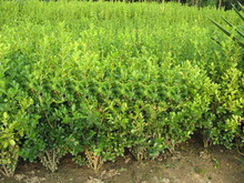 出售耐寒耐旱黃楊樹 基地直發護坡綠化易養殖常綠茶花樹苗盆景