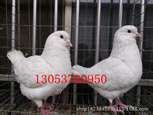 白羽王肉鴿種鴿價格 白羽王青年鴿子養殖技術 廣場鴿養殖