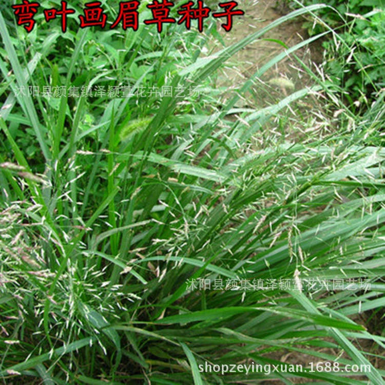 Оптовые семена газона Изогнутые листья Escrow Семена Защита склонов Газон Устойчивость к холоду, засухе и высоким температурам