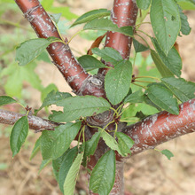 樱桃种植培育基地长期大量供应优质 矮化品种樱桃现挖现卖