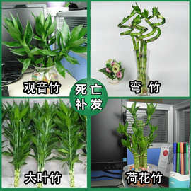 室内盆景水培植物花卉观音竹荷花竹大叶竹子弯竹转运开运盆栽竹