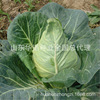 Xing Vegetable Chunfeng cabbage heart cabbage seeds chicken heart cabbage Cabbage cabbage big vegetable seed seed seed seed spring autumn and winter rapeseed