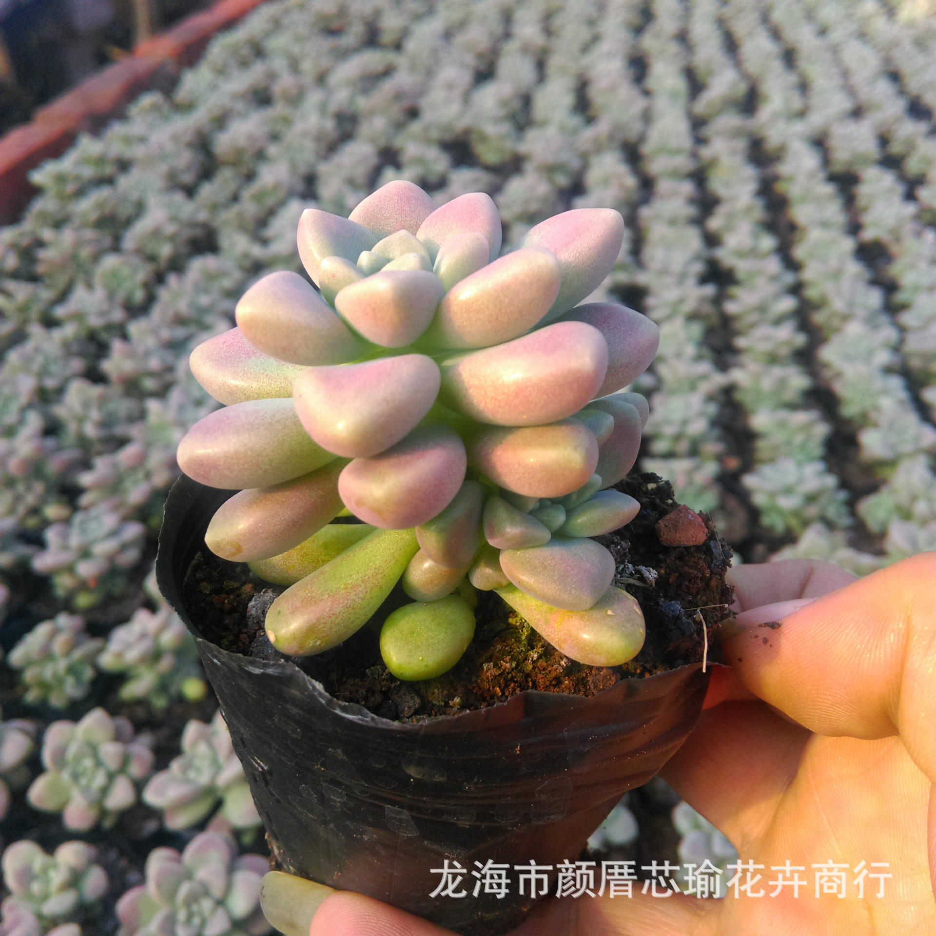 多肉植物批发