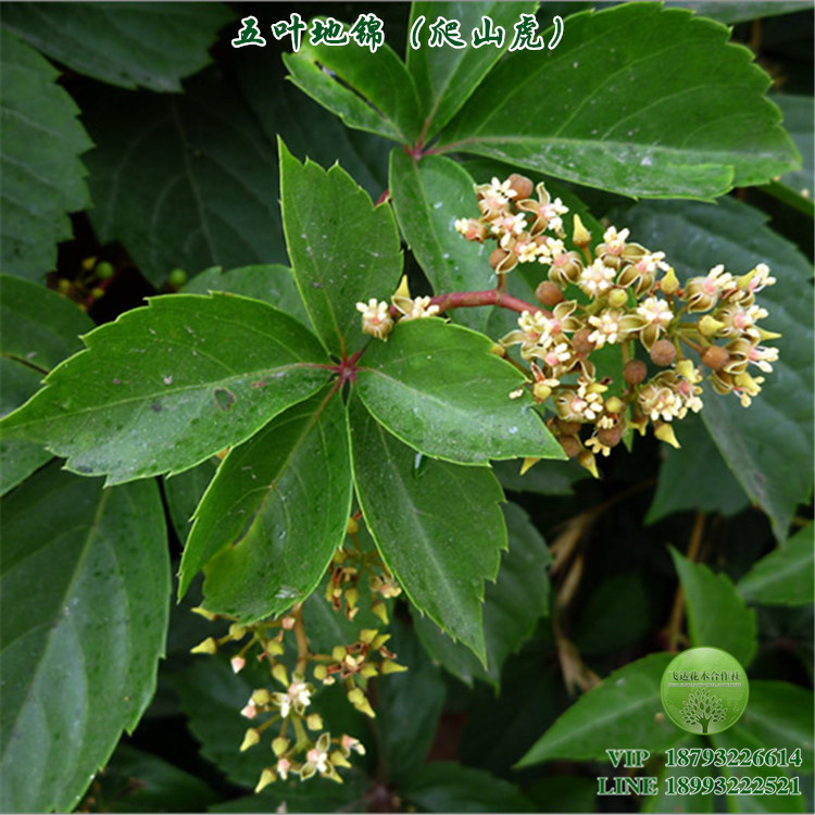 Ivy Quinquefolia Tree climbing Lianas gardens courtyard green wholesale Best Sellers spring and autumn