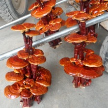 灵芝基地直供 今年新货   嫁接灵芝盆景 多种灵芝盆栽