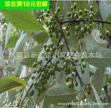 �������� ������ ���ɻ� ɽ����