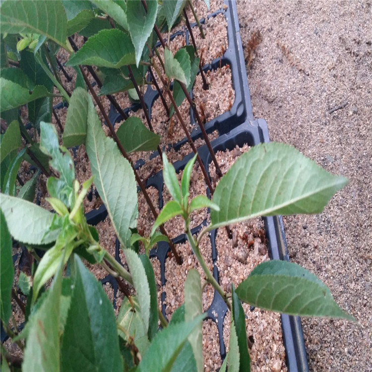 QQ图片20160727085717