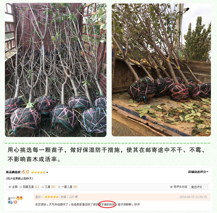 核桃苗终_26