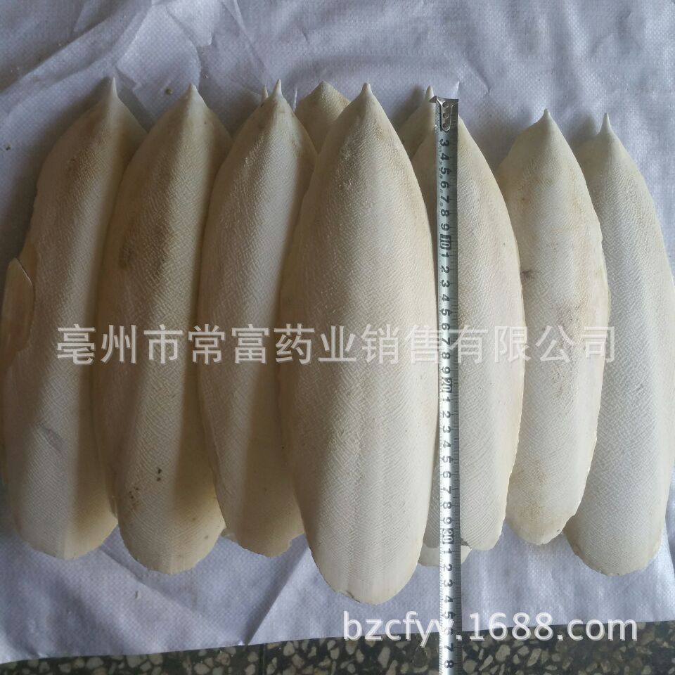 Cuttlebone Hai Piao Xiao 海螵蛸 Dried Cuttlefish Bone 500g Natural Sun Dried Whole Form key features