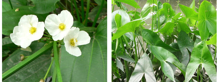 茨菇草,菇叶子,菇花(第2页)_大山谷图库