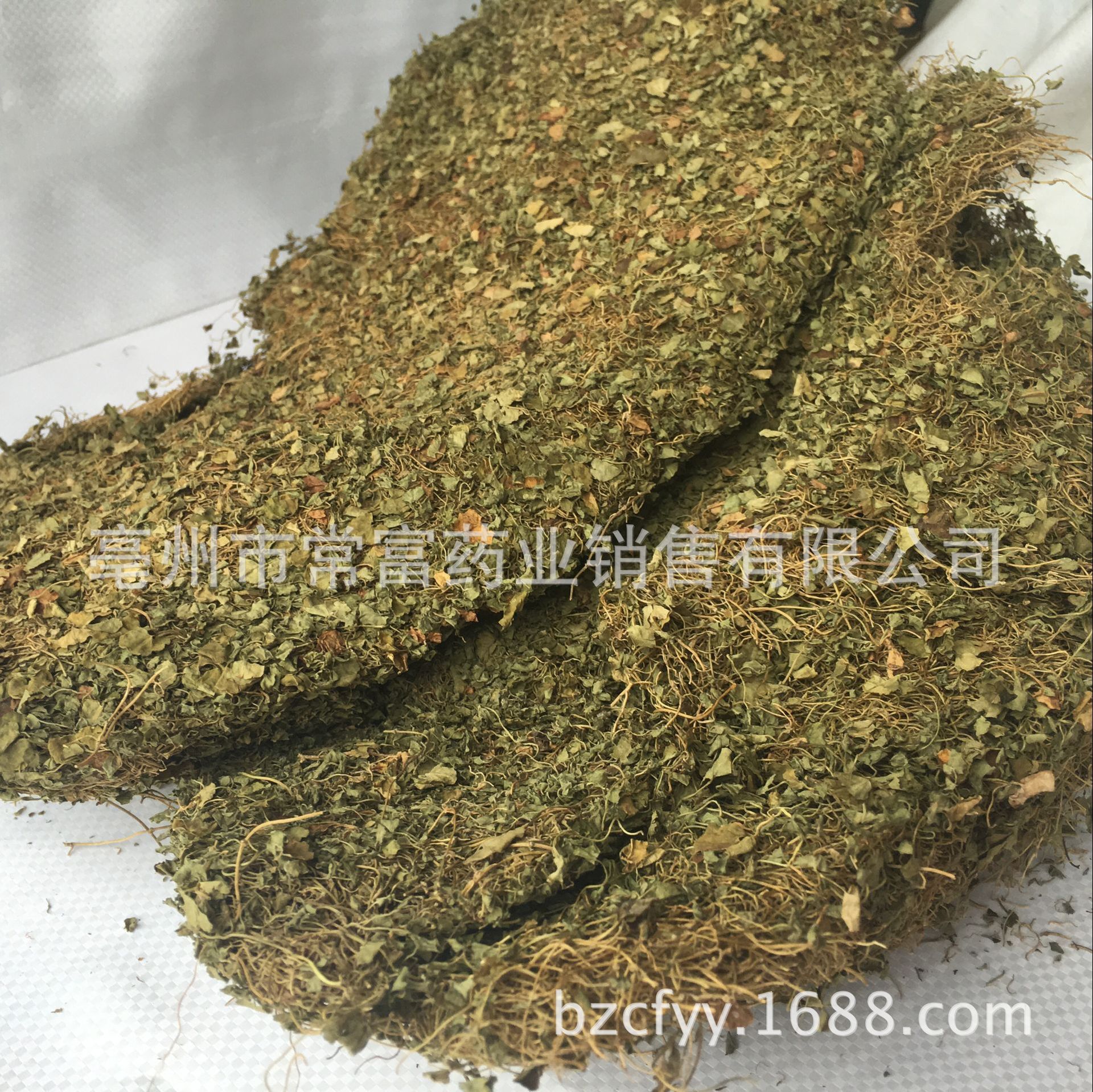 Dried Dichondra Herb Ma Ti Jin 500g Traditional Chinese Herbal Tea Ingredient in use