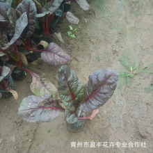 �������伾�ݻ� �t�~��� �t�~��˻��� �S�����l �t���