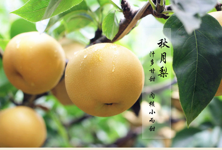 秋月蜜梨_01