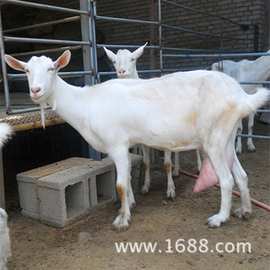 1-2岁的奶山羊多少钱一只 萨能奶山羊 关中奶山羊羔价格