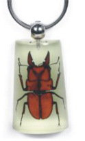 创意昆虫琥珀夜光钥匙扣树脂小挂件旅游纪念品精美小饰品厂家批发