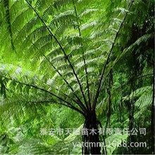 笔筒树 笔筒树品牌 图片 价格 笔筒树批发 阿里巴巴