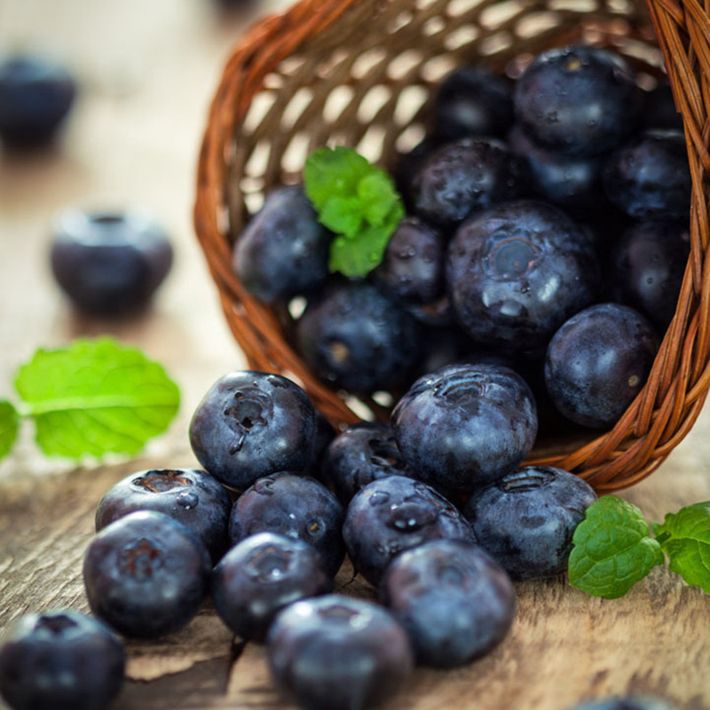 饥荒发光蓝莓_饥荒发光蓝莓供应商_饥荒发光