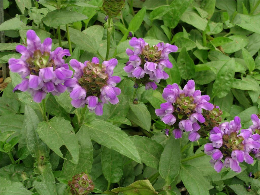 河南师范大学苦苣菜 Sonchus oleraceus L.